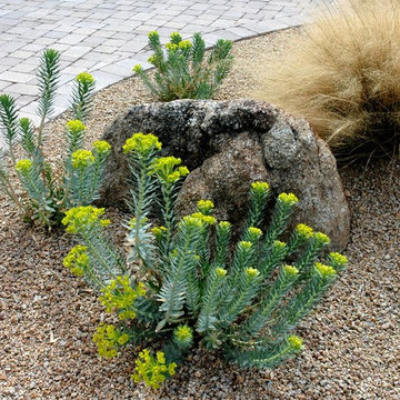 Southwestern Plants