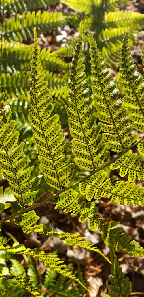 Evergreen fern in North Carolina mountains