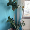 How to save Ficus Elastica?