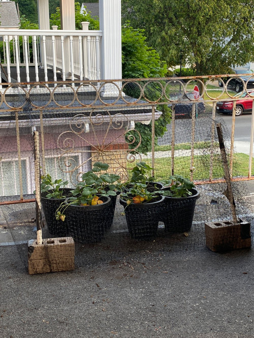 What is eating my strawberries?