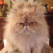 Janine Ivany's photo