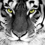 David Lavian's photo