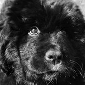 Lori Abbott Korzen's photo