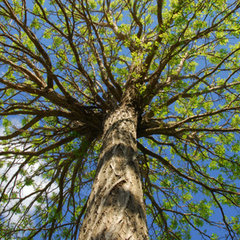 Neff Tree Service