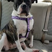 Renee Newbert-Brown's photo