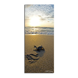 Ready2HangArt - Ready2HangArt Christopher Doherty 'Baby Sea Turtle' Canvas Wall Art - Prints And Posters
