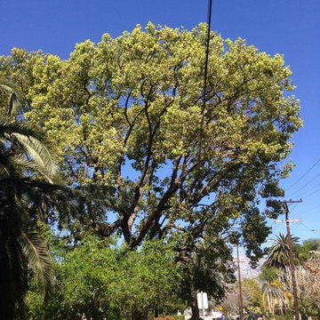 Our Tree Services