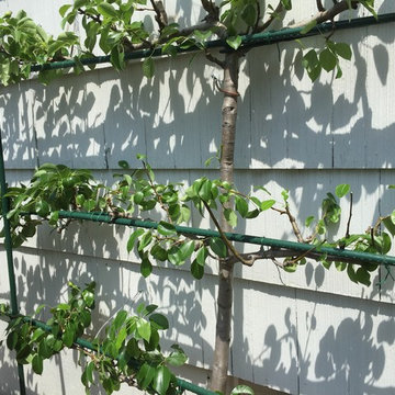 Expert Hand Pruning