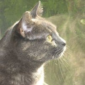 Carrie Sutej's photo