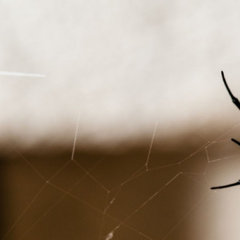 Jordan Commons Pest Control