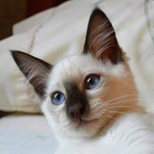 Lisa Young's photo