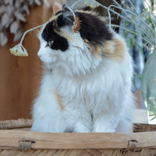 猫・犬フォト