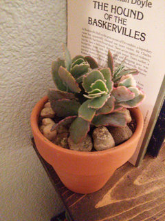 moon silver succulent Hoya 'Silver Moon'