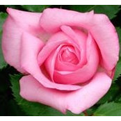 Kay Rice's photo