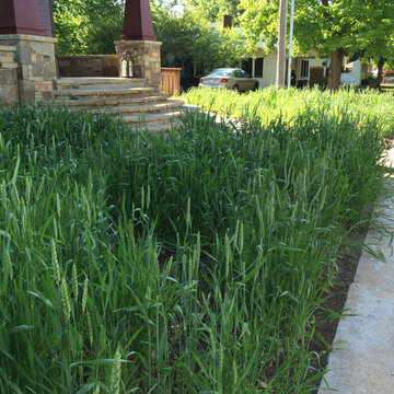 Pi House winter wheat 2