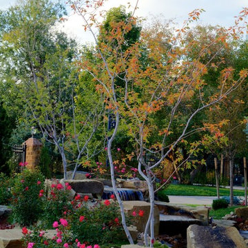 Oasis Amongst the Evergreens