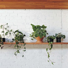 Plants