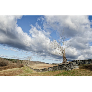 Dead Tree and Stone Wall Landscape Photo Unframed Wall Art Print, 12" X 18"