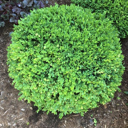 Bushes and Shrubs - Products