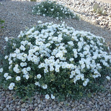 Garden - White Flowers