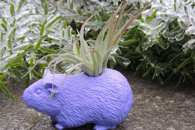 Lilac Guinea Pig Planter WITH Air Plant