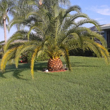 Canary Island Date Palm