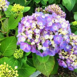 Lets Dance Hydrangea - Products