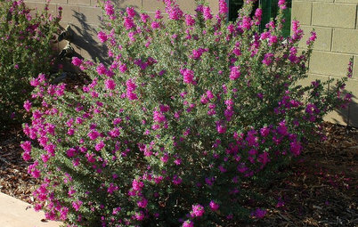 Great Design Plant: Texas Ranger Explodes With Color