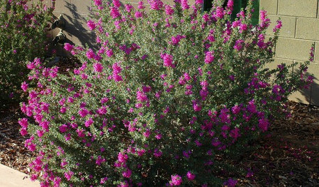 Great Design Plant: Texas Ranger Explodes With Color