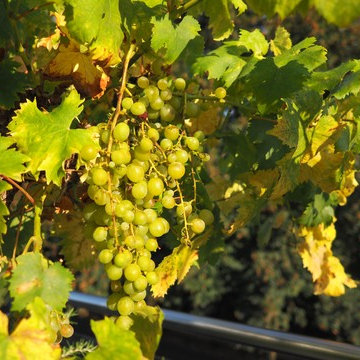 Dachterrasse am Yachthafen Mondorf