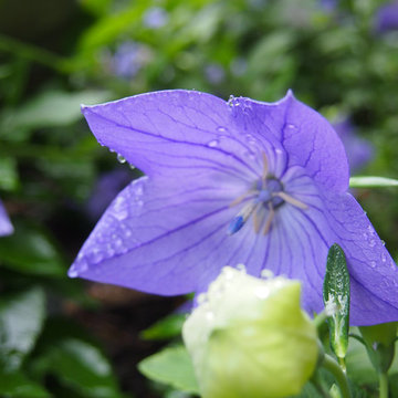 A 'Splash' of Color