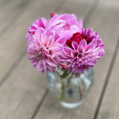 Photo de K Flowerdot (zone 4b)