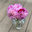 K Flowerdot (zone 4b)
