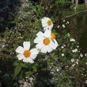 Claire Will's photo