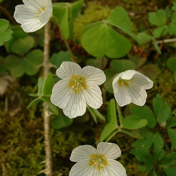 Oxalis Acetosella / Wood Sorrel