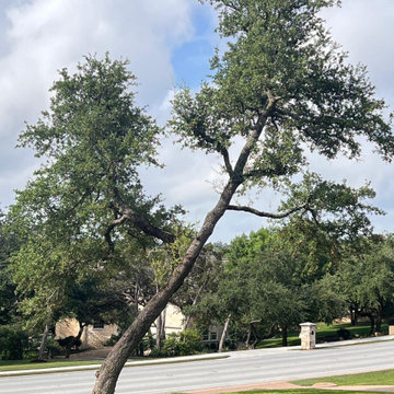 Morales Tree Services