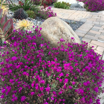 Succulent garden