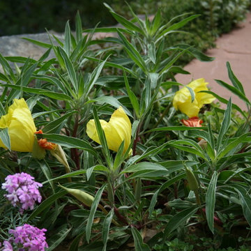 Missouri Evening Primrose