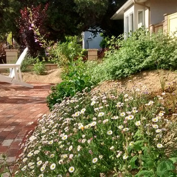 Native Plant Landscape in Santa Ana