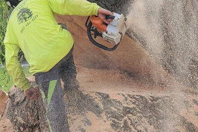 Large Tree Removal