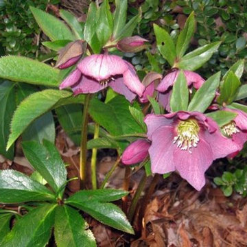 Lenten Rose