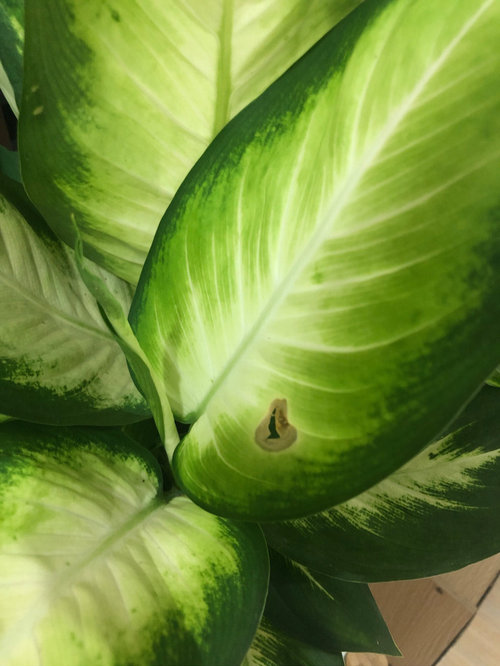 Spots and yellow leaves on dumb cane