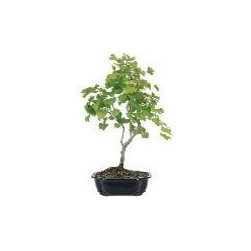 Ginkgo Bonsai Tree - Area Rugs