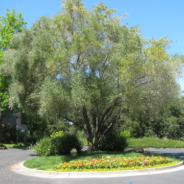 Iconic weepy Olive tree with good structure and natural shape. Menlo Park, CA.