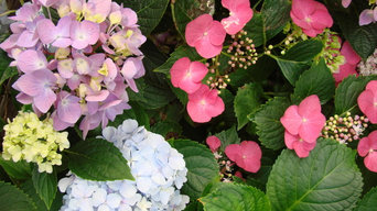 Flowers and Other Delights