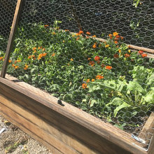 Edible Garden