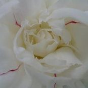 Judy Bintliff's photo