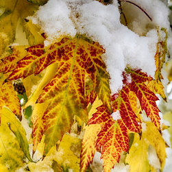 Red Maple Leaves In The Snow  Fine Art - Prints And Posters