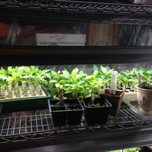 April 2015 Seedlings