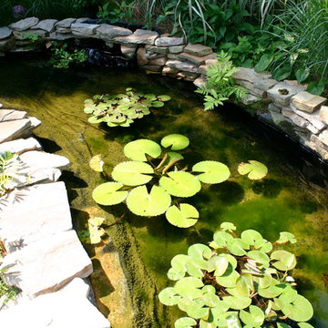 Mimi Pond | Filtration Upgrade | Waterfall Restoration